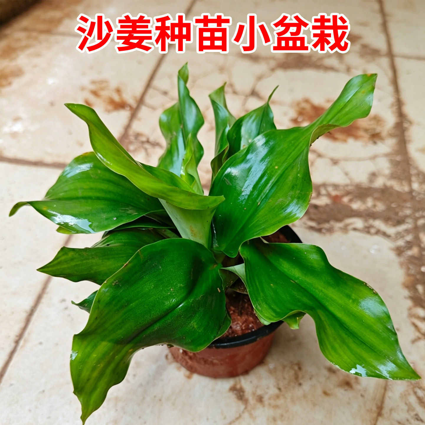 新鲜沙姜种苗山奈盆栽沙姜苗原杯原泥发货香浓绿植满客厅盆景植物