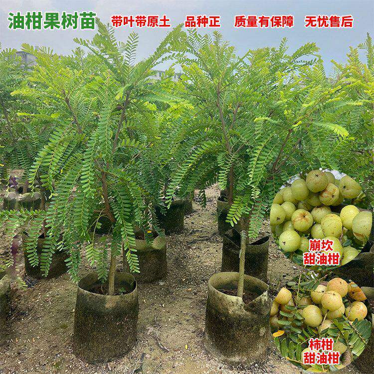 正宗柿饼柑果甜油甘甘果树苗嫁接甜油甘果树苗崩坎潮汕余甘果树苗