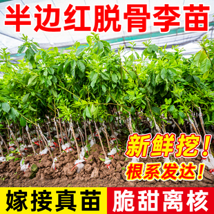 正宗半边红脱骨李树苗脆甜嫁接茵红李子苗离核果树三华李苗种植