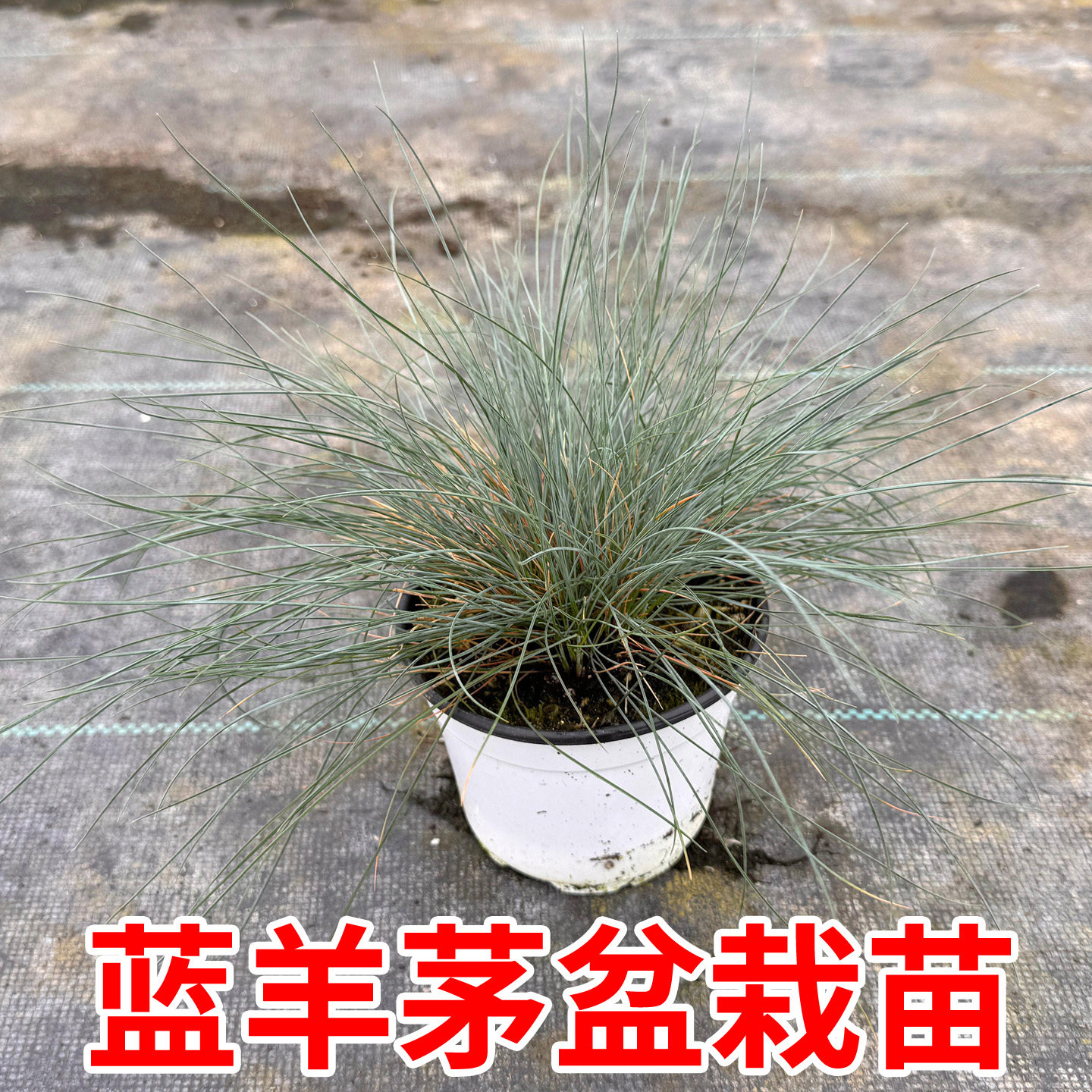 蓝羊茅盆栽耐寒耐热庭院户外四季常绿多年生观赏好养地被花镜植物