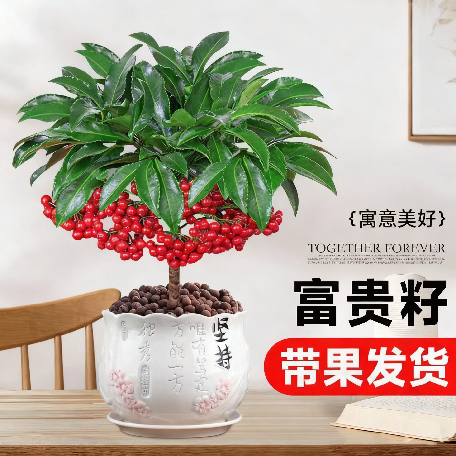 富贵籽盆栽老桩金玉满堂黄金万两植物室内客厅耐寒年宵花盆景绿植