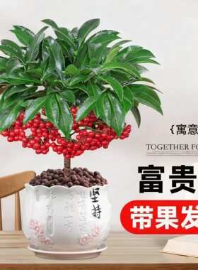 富贵籽盆栽老桩金玉满堂黄金万两植物室内客厅耐寒年宵花盆景绿植