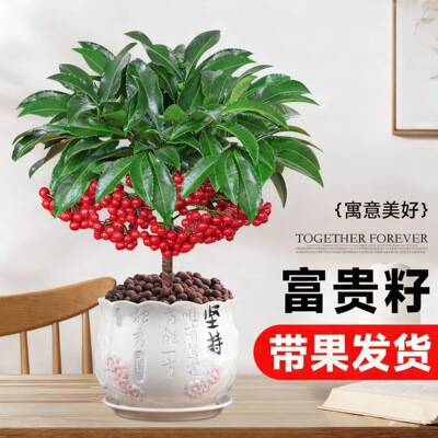 富贵籽盆栽老桩金玉满堂黄金万两植物室内客厅耐寒年宵花盆景绿植