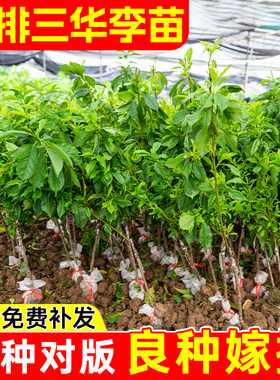 前排三华李苗带土带叶嫁接高产