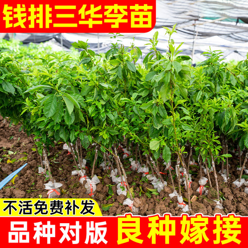 前排三华李苗带土带叶嫁接高产