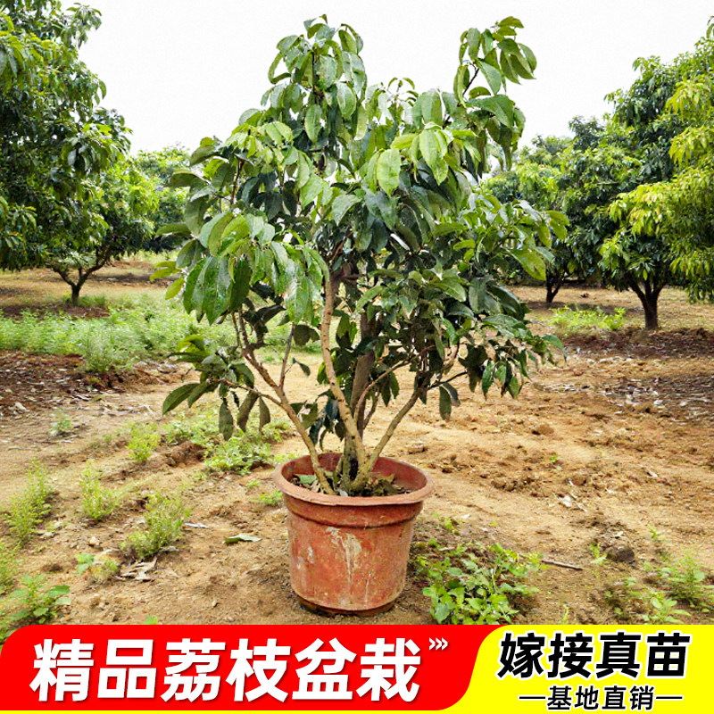 荔枝树苗无核桂味果树盆栽