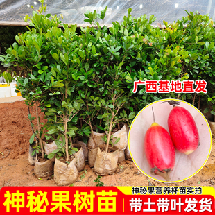 神秘果树苗果苗盆栽云南神秘果鲜果干变味果四季阳台庭院盆栽地栽