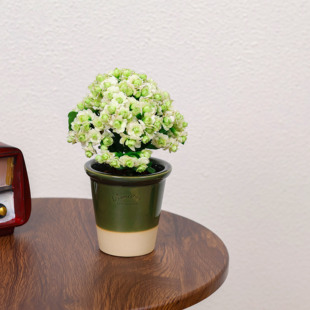 绿巴黎长寿花多肉盆栽室内客厅办公室桌面绿植开花花卉植物好养活