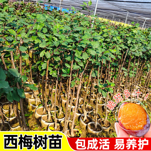 西梅树树苗特大可盆栽地载