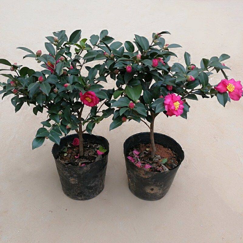 茶梅花苗大杯苗粉红茶梅四季常青盆栽耐寒茶花树苗庭院花园绿化带