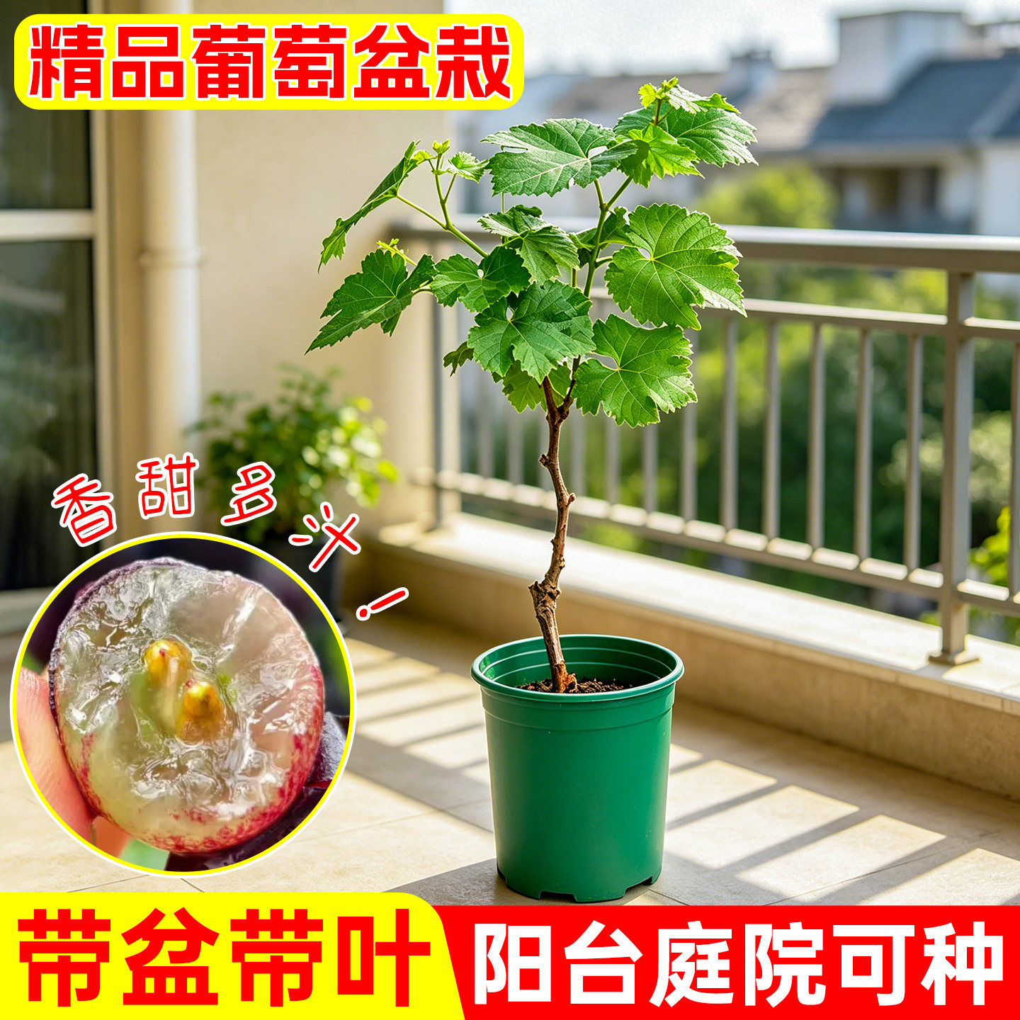 巨峰葡萄苗阳光玫瑰果树苗盆栽地栽南北方种植夏黑提子藤苗带土叶