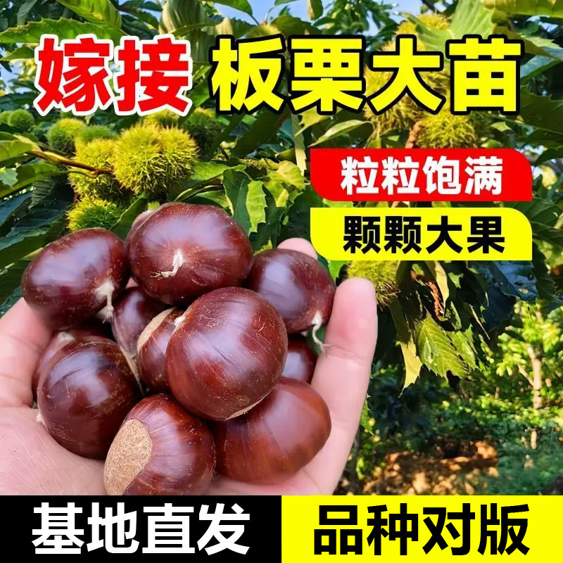 正宗嫁接板栗树苗大红袍锥栗子苗