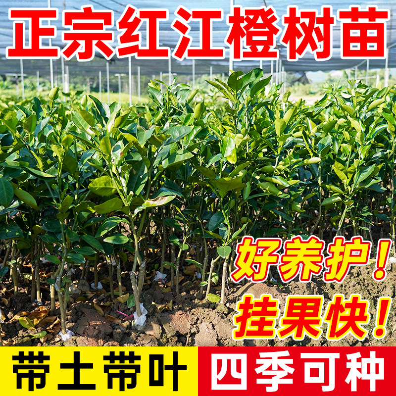 血橙子树苗嫁接红江橙冰糖橙脐橙苗南方种植庭院盆栽果树苗水果苗