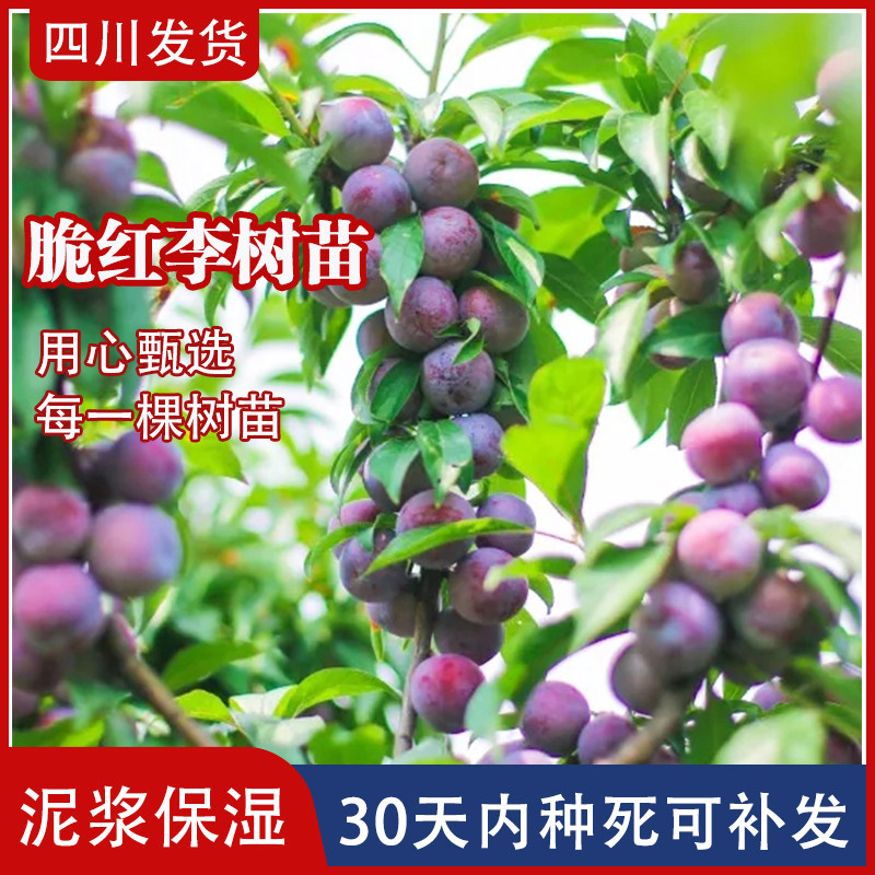 四川李子树苗晚熟脆红李树苗汶川脆红李嫁接苗脱骨李子苗红脆李苗