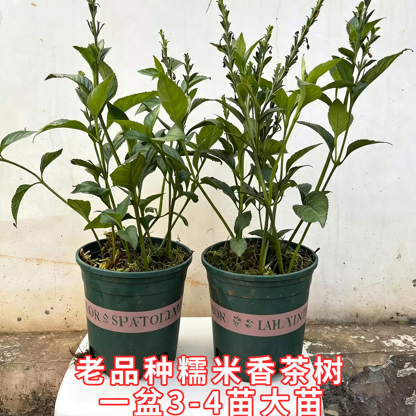 云南糯米香茶树苗浓香泡茶盆栽