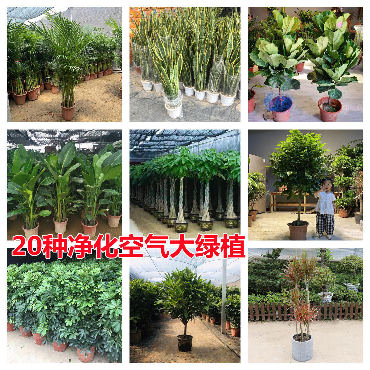 发财树天堂鸟盆栽室内大型植物散尾葵鸭脚木客厅办公室大盆栽绿植