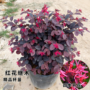 红花继木树苗耐寒植物造型树球形老桩庭院四季种植风景绿植苗好养