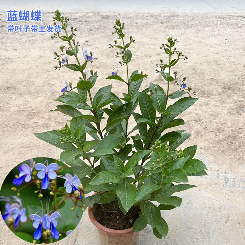 阳台栽种蝶豆花苗食用花茶蓝蝴蝶绿植庭院攀爬花卉四季盆栽苗绿植