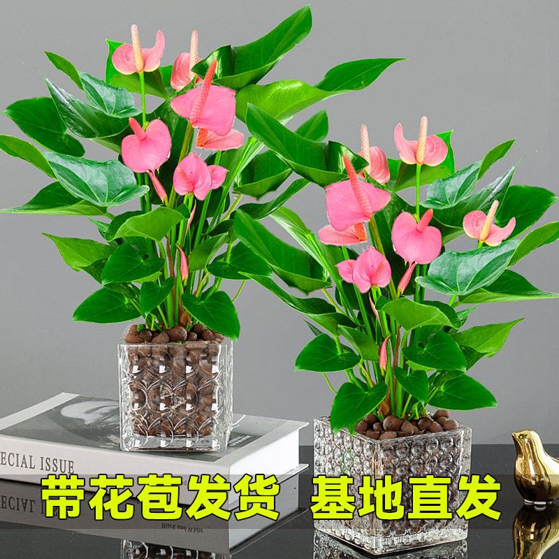 粉掌白掌盆栽植物水培一帆风顺红掌水养四季常青绿植家居水培植物