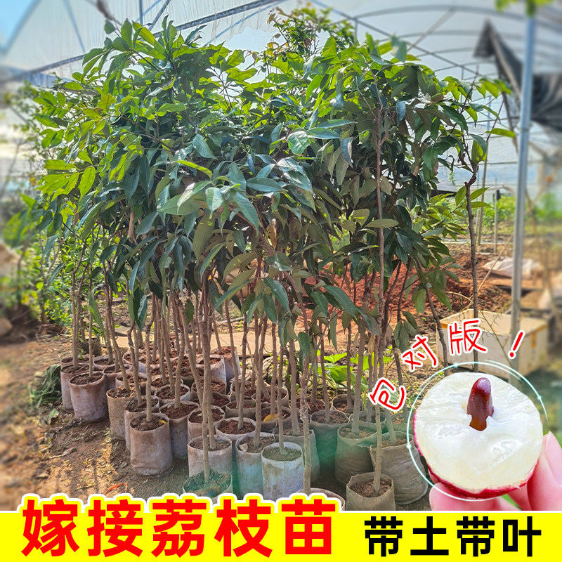 荔枝树苗带土带叶包成活