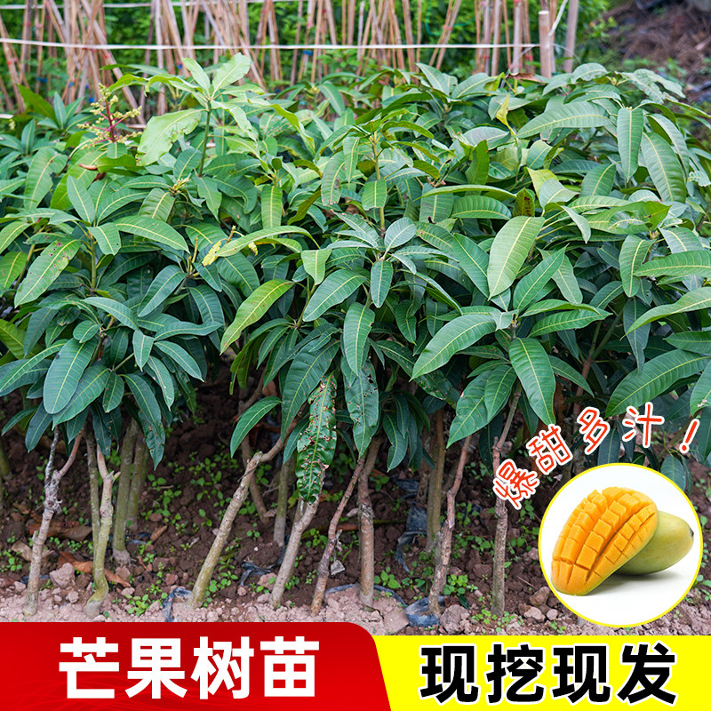 芒果树苗带土带叶金煌芒桂七芒四季蜜芒芒果特大果盆栽南北方种植