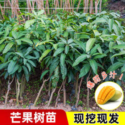 芒果树苗带土带叶金煌芒桂七芒四季蜜芒芒果特大果盆栽南北方种植