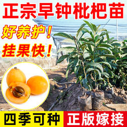 枇杷树苗早钟枇杷无核大五星枇杷嫁接苗盆栽地栽纯甜大果枇杷果树