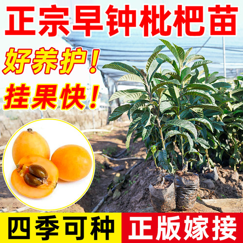 枇杷树苗早钟无核大五星