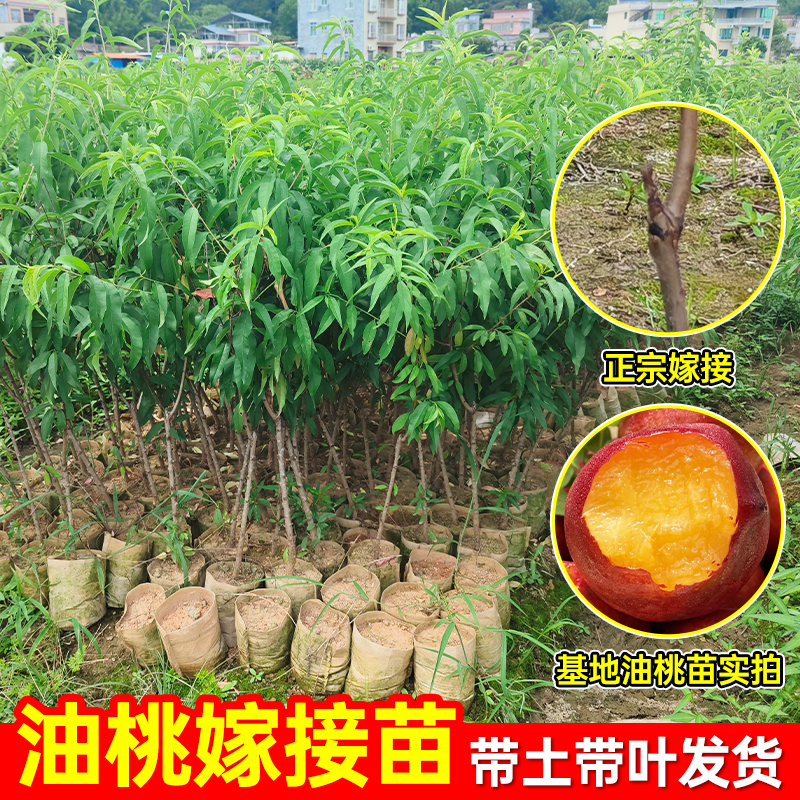 精品油桃树果苗早熟桃树嫁接果苗优质矮化南北方庭院果树带土带叶