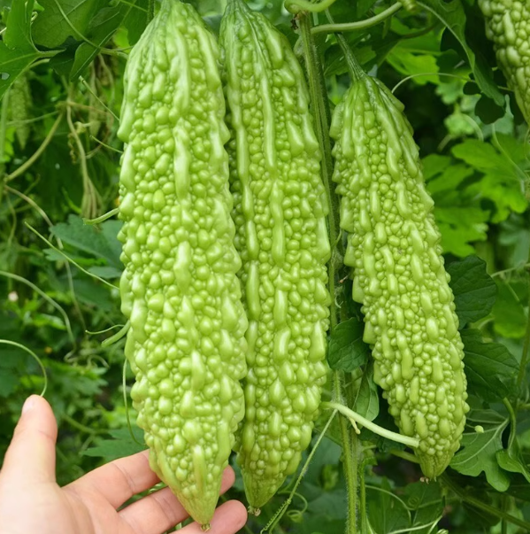 长绿苦瓜种子厚肉绿皮苦瓜早熟四季阳台盆栽菜园农田蔬菜种籽