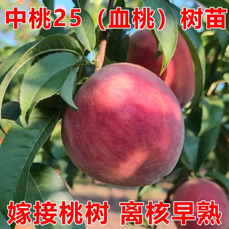 血桃树果苗嫁接特大水蜜桃南方北方种植果树果苗庭院地栽当年结果