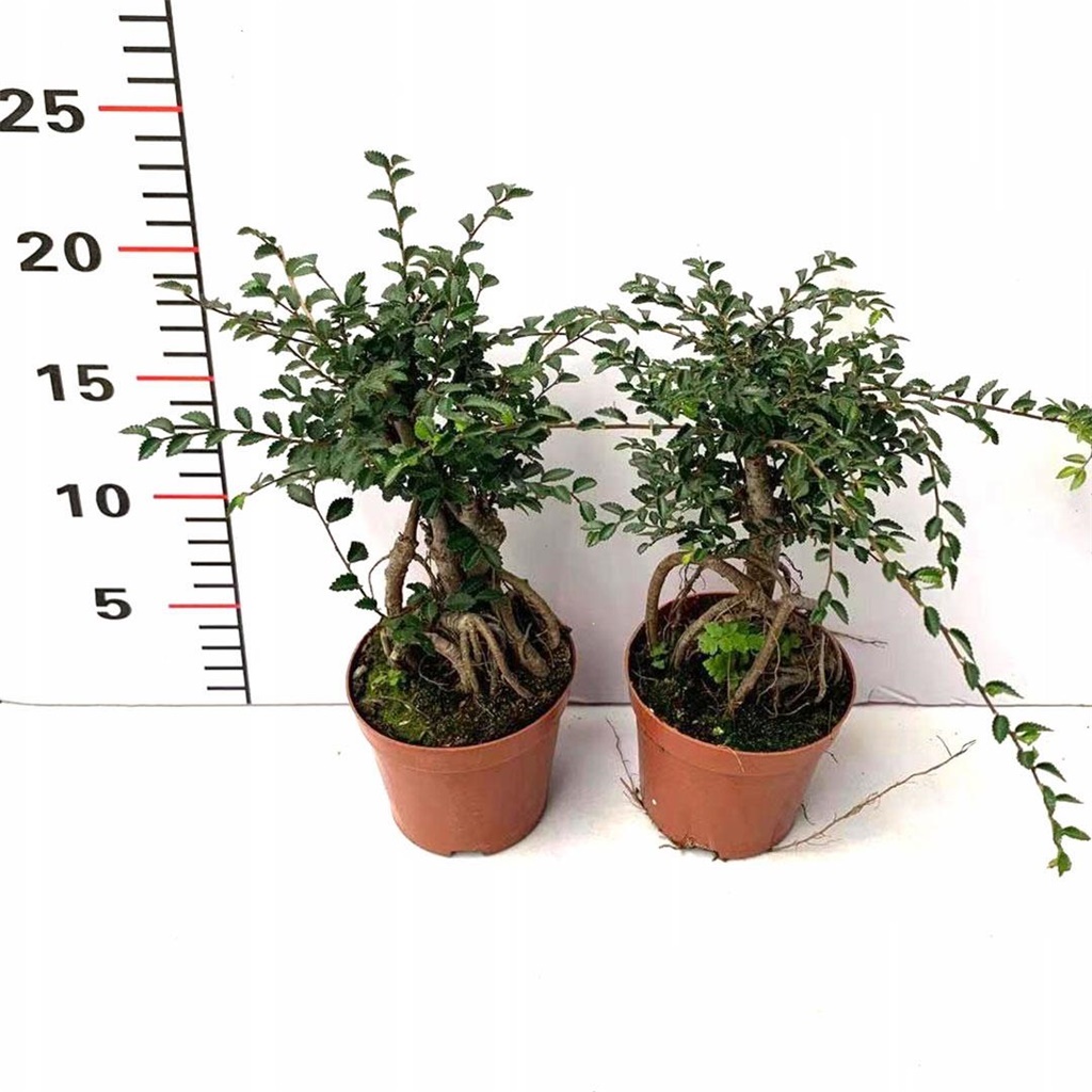 四季常青提根榆树盆景耐寒室内外