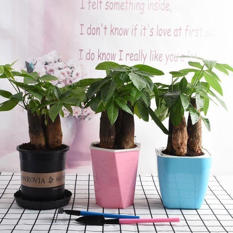 发财树树桩树头树苗室内绿植物花桌面绿植