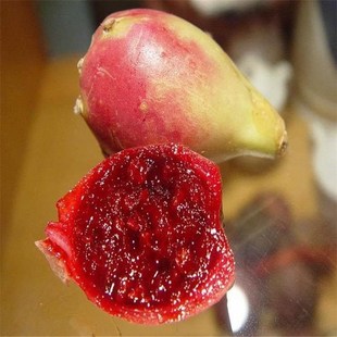 开花食用结果苗食用的结果当年盆栽美容结果果实仙人掌食用苗包邮