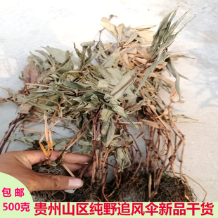 中药材追风伞散贵州纯野生一把伞 公接骨丹 破凉伞 背花草 灯台单