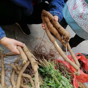 贵州野生新鲜正宗乌隔山撬 隔山消 飞来鹤500克包邮 白何首乌