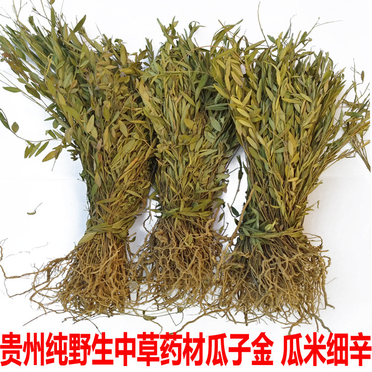 贵州野生中药材瓜子草瓜子金辰砂草 金锁匙  挂米草 竹叶地丁500g