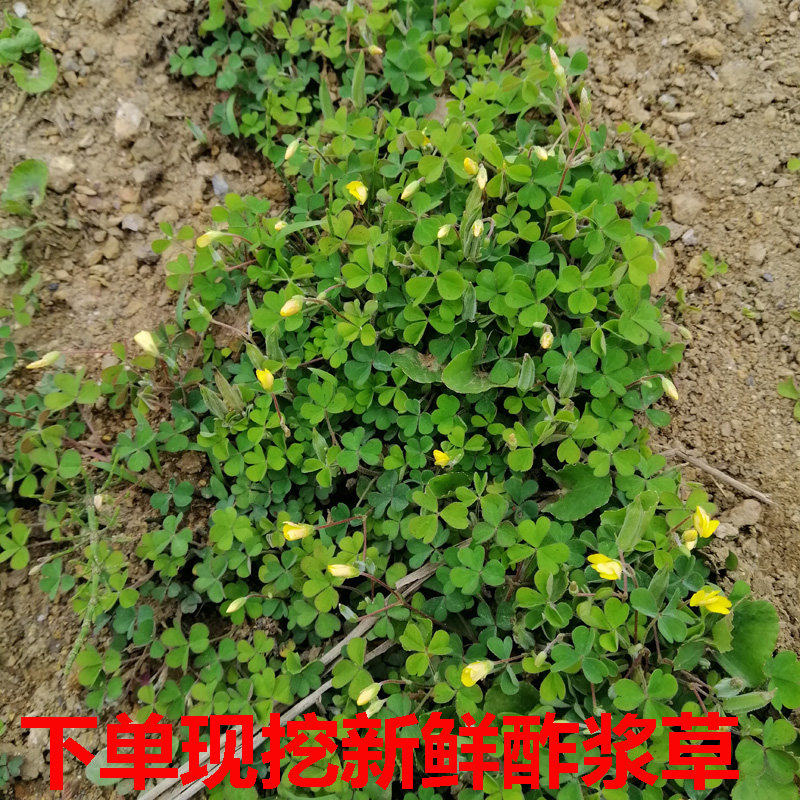 贵州野生新鲜酢浆草中药材500克 炸酱草 酸浆草 斑鸠酸 浆儿梅酸