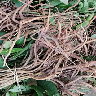 新鲜八爪金龙 开喉箭中药材开喉剑 百两金 猪总管铁雨伞1斤