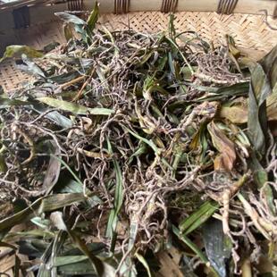 贵州省野生中药材观音草500g包邮吉祥草玉带草小叶万年青新货干品