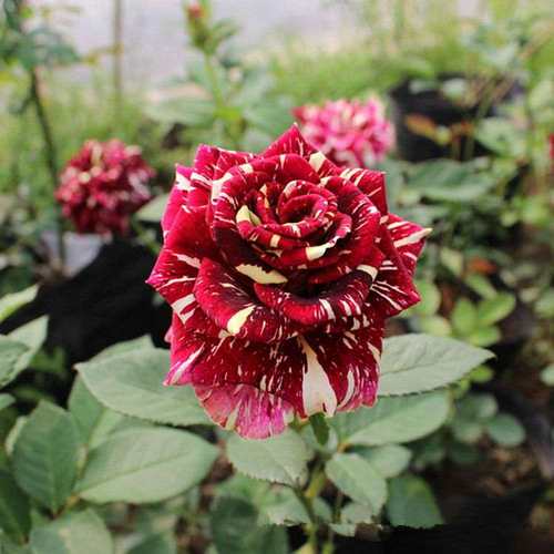 流星蔷薇价格 流星蔷薇图片 星期三