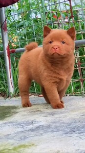 广西本土中华田园犬 五红~五黑~虎斑~土松~黄狗白面