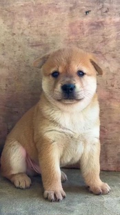 中华田园犬幼犬纯种柴犬幼犬活体宠物狗