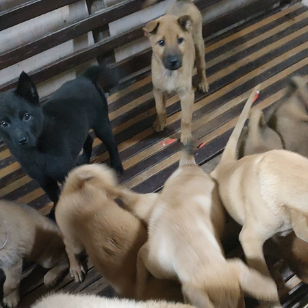 广西纯种中华田园犬幼犬图片