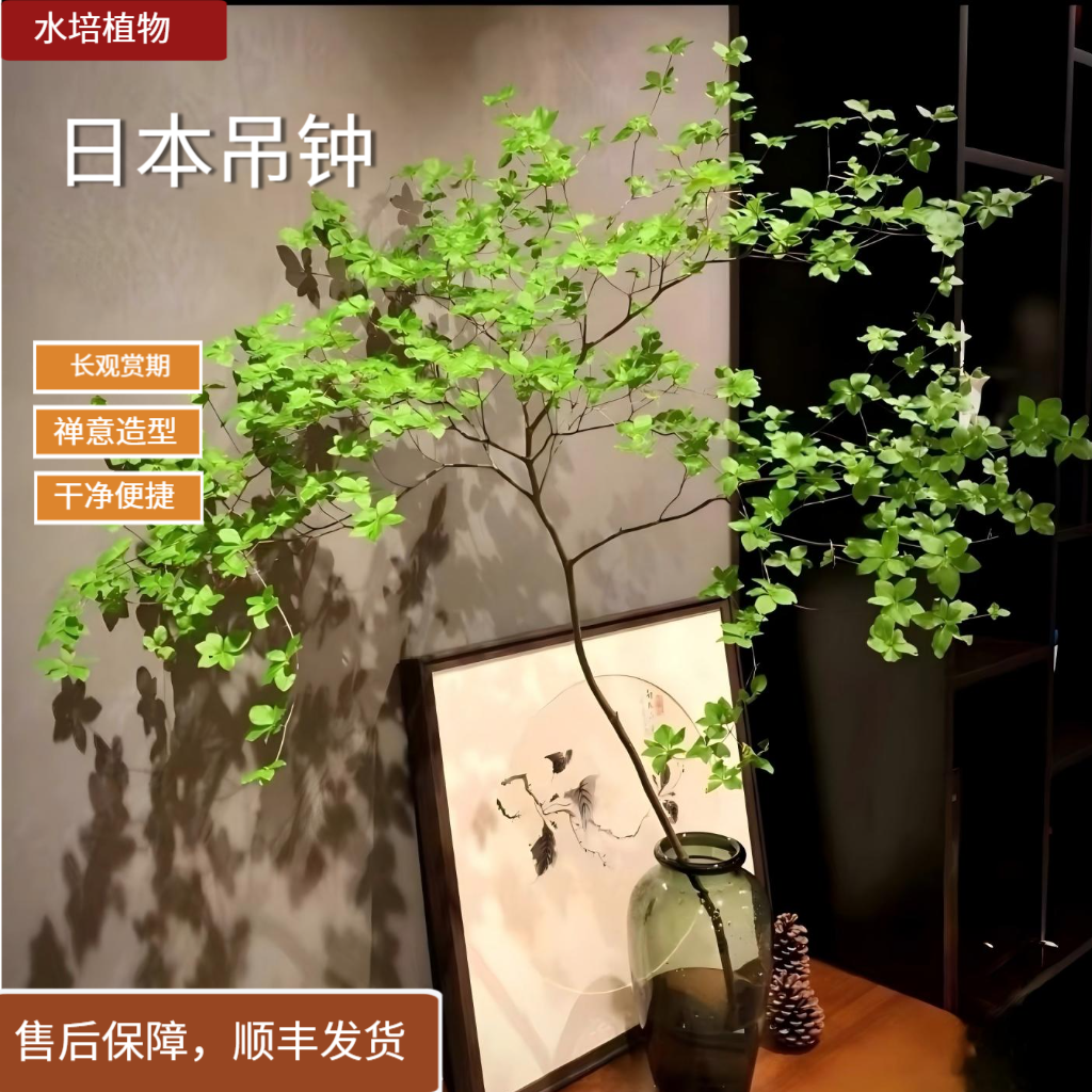 日本吊钟植物鲜切枝进口日式室内家居装饰懒人绿植花材水培植物