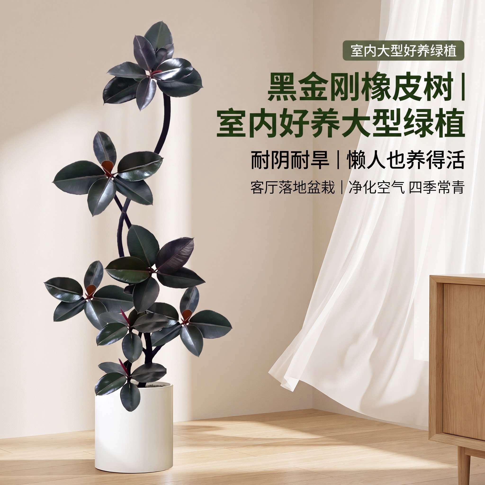 造型黑金刚橡皮树大型绿植盆栽室内客厅净化空气耐阴好养新手