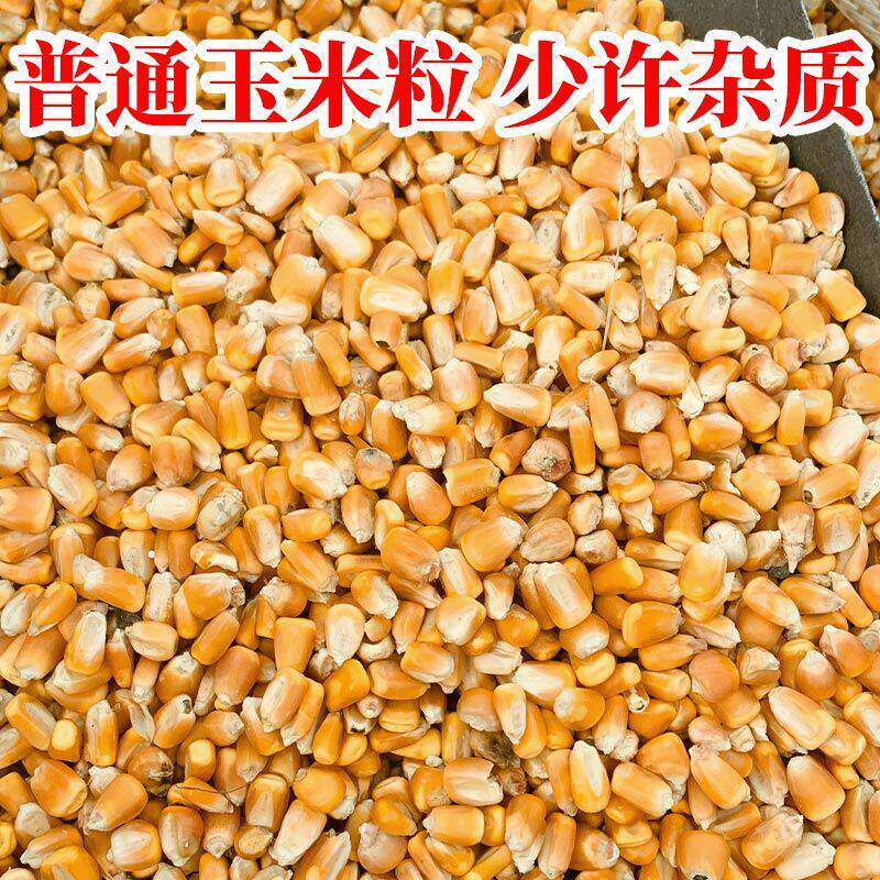 东北农家大玉米粒干喂猪