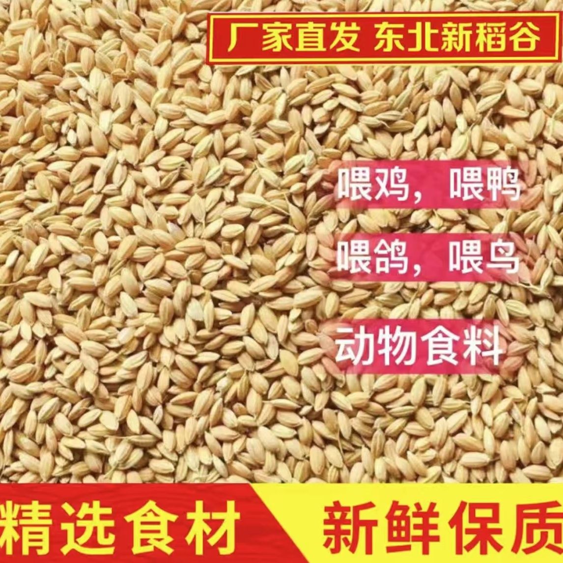 稻谷喂鸡饲料东北圆粒稻谷喂鸡便宜稻谷水稻稻子带壳大米饲料鸽粮