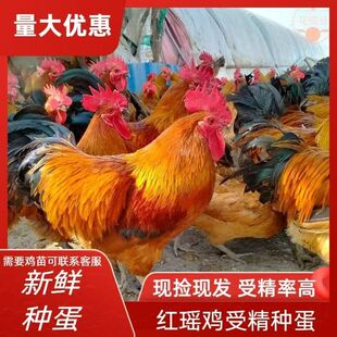 九斤红种蛋受精蛋包邮价九斤黄鸡土鸡蛋黄受精种蛋蛋鸡散养宠物鸡