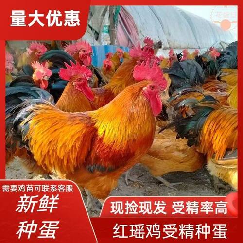 九斤红种蛋受精蛋包邮价九斤黄鸡土鸡蛋黄受精种蛋蛋鸡散养宠物鸡